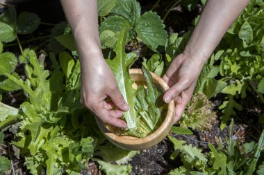 Yapraklı yeşil marul toplayıp bir kaseye koyuyorlar..