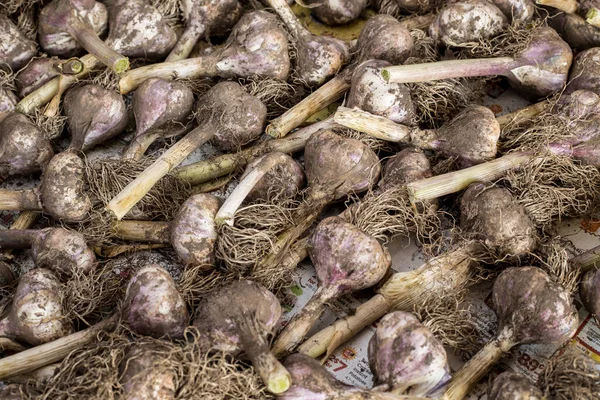 Uma Visão Geral Alho Recém Colhido Jardim Que Ainda Tem — Fotografia de Stock