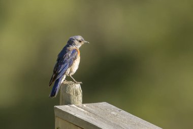 Dişi bir mavi kuş Idaho 'daki Farragut Eyalet Parkı' nda bir direğe tünemiş..