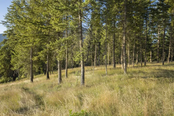 Uma Paisagem Árvores Grama Campo Parque Estadual Farragut Norte Idaho — Fotografia de Stock