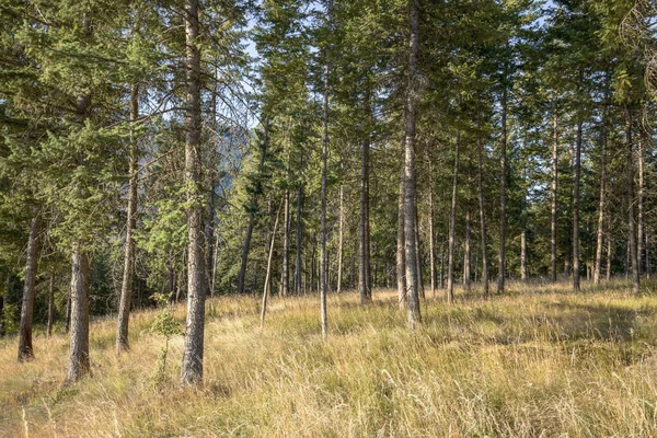 북부의 공원에 나무와들 잔디의 — 스톡 사진