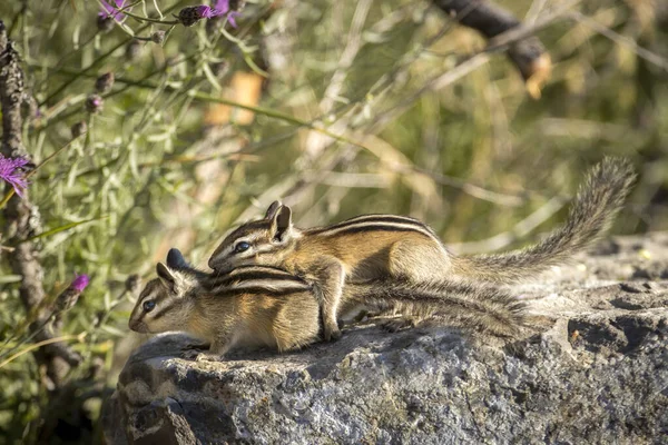 Two Chipmunks Play Large Rock Farragut State Park North Idaho — Stock Photo, Image