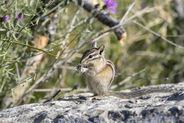 Roztomilý Chipmunk Květinu Farragut State Park Severním Idaho — Stock fotografie