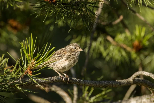 Cute Song Sparrow Perched Pine Branch North Idaho — Stock Photo, Image