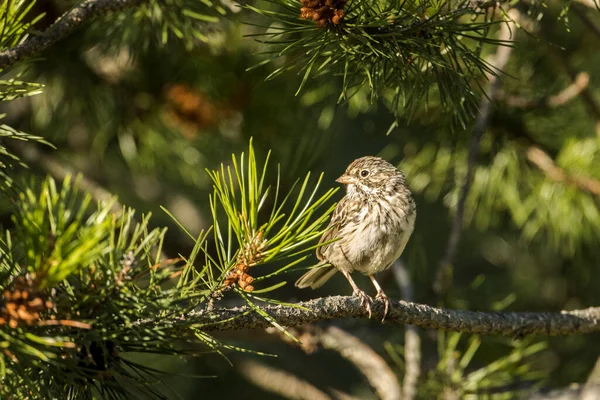 Cute Song Sparrow Perched Pine Branch North Idaho — Stock Photo, Image