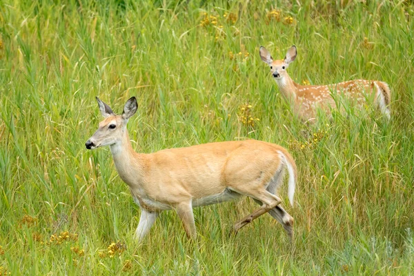 Een Witte Staart Hert Moeder Het Fawn Het Gras Bij — Stockfoto