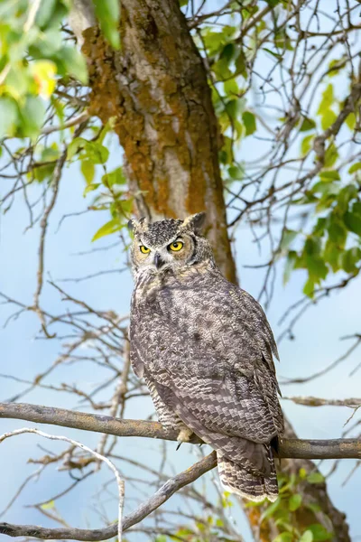 Een Grote Gehoornde Uil Een Tak Met Blauwe Lucht Achtergrond — Stockfoto