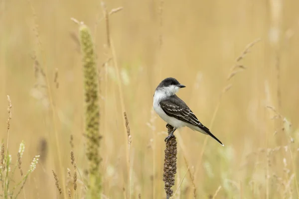 Pássaro Real Oriental Está Empoleirado Cattail Kootenai Wildlife Refuge Bonners — Fotografia de Stock