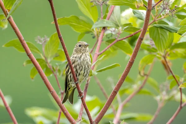 Cute Savannah Sparrow Perched Small Branch Bonners Ferry Idaho — Stock Photo, Image