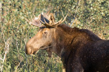 Cheney, Washington 'daki Turnbull Vahşi Yaşam Refige' de bir geyiğin yakın plan portresi..