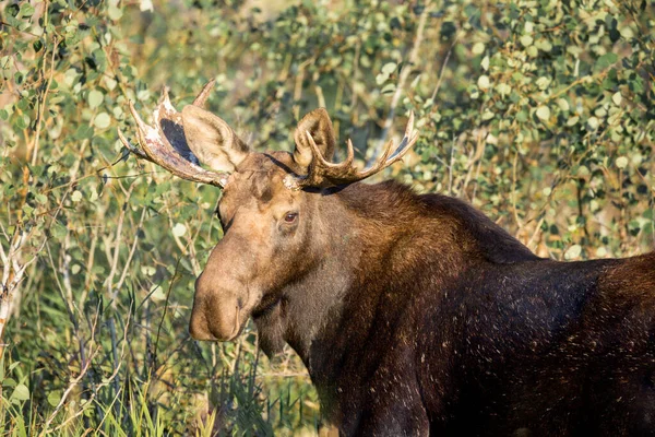 ワシントン州チェイニーのターンブル野生動物再構成での雄牛のムースのクローズアップ肖像画 — ストック写真