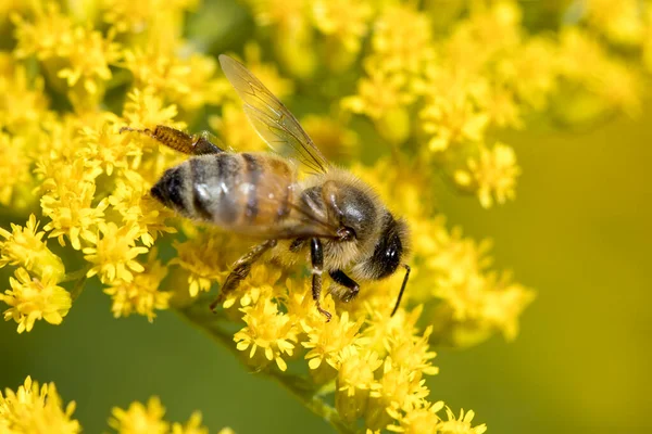 华盛顿斯波坎的曼尼托公园 一只蜜蜂从黄色的花朵中采集花粉 — 图库照片