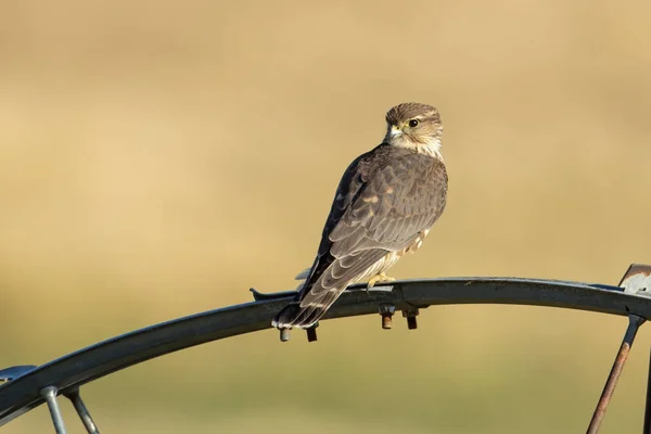 Liten Merlin Falk Placerad Ett Bevattningshjul Norra Idaho — Stockfoto