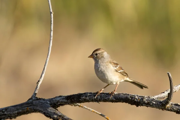 Gorrión Coronado Blanco Juvenil Posado Una Rama Turnbull Wildlife Refuge — Foto de Stock