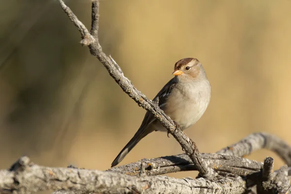 Молодий Білий Вінценосний Горобчик Сидів Гілці Turnbull Wildlife Refuge Чейні — стокове фото