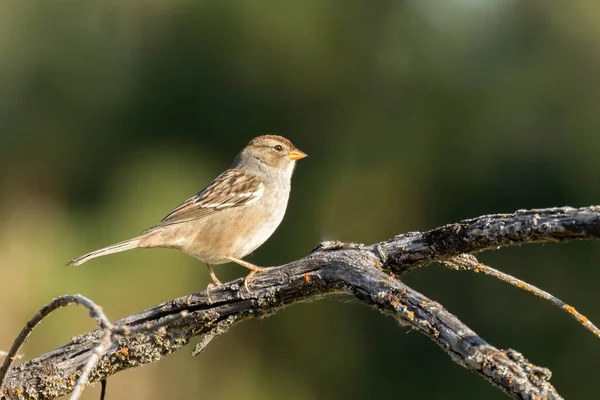 Gorrión Coronado Blanco Juvenil Posado Una Rama Turnbull Wildlife Refuge — Foto de Stock