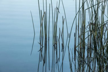 Washington 'daki Liberty Gölü kıyı şeridi boyunca sakin sulardaki uzun otlar..