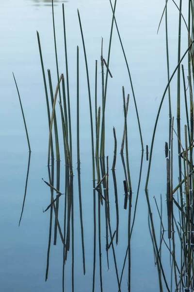 ワシントン州リバティーレイクの海岸線に沿って穏やかな水の中の背の高い草 — ストック写真