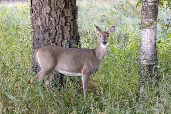 Een Witstaarthert Staat Een Bos Bij Liberty Lake Washington — Stockfoto