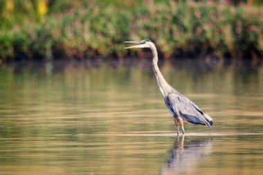 Büyük bir mavi balıkçıl, Washington 'daki Liberty Lake yakınlarında yiyecek aramak için sığ sularda duruyor..