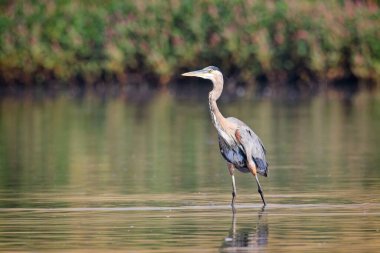 Büyük bir mavi balıkçıl, Washington 'daki Liberty Lake yakınlarında yiyecek aramak için sığ sularda duruyor..