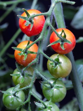 A close up photo of ripening cherry tomatoes on a vine in north Idaho.