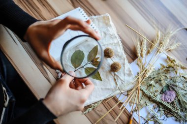 Üstten görünüm botanikçi çalışma alanı'nın o kullanımı Büyüteç kuru çiçek ve bitki biyoloji dersi kataloglama için yaprak analiz için