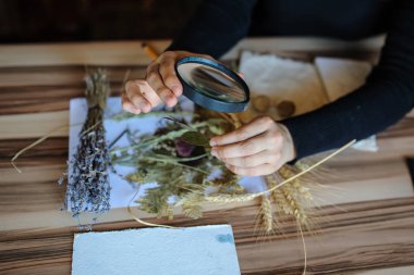 Üstten görünüm botanikçi çalışma alanı'nın o kullanımı Büyüteç kuru çiçek ve bitki biyoloji dersi kataloglama için yaprak analiz için