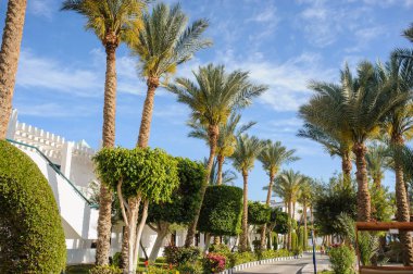 Kızıl Deniz kıyısındaki bir tatil beldesinin tropikal bahçesindeki palmiye ağaçları ve diğer bitkiler