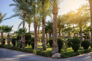 Kızıl Deniz kıyısındaki bir tatil beldesinin tropikal bahçesindeki palmiye ağaçları ve diğer bitkiler