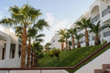 Kızıl Deniz kıyısındaki bir tatil beldesinin tropikal bahçesindeki palmiye ağaçları ve diğer bitkiler
