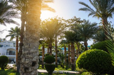 Kızıl Deniz kıyısındaki bir tatil beldesinin tropikal bahçesindeki palmiye ağaçları ve diğer bitkiler