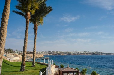 Kızıl Deniz kıyısındaki bir tatil beldesinin tropikal bahçesindeki palmiye ağaçları ve diğer bitkiler