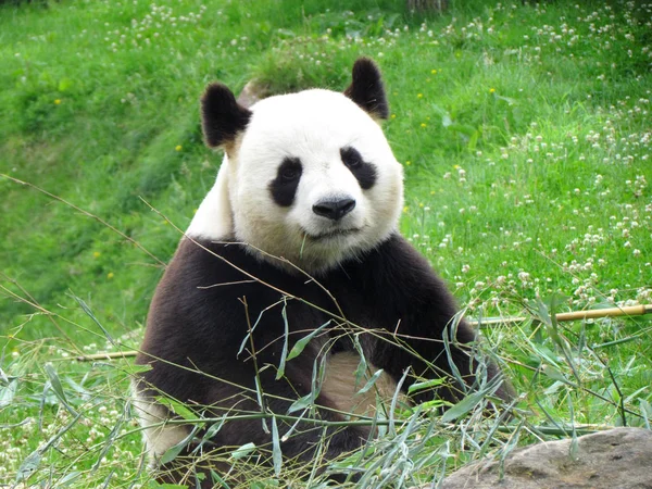 Panda Beobachtet Kamera Während Seiner Bambusmahlzeit — Stockfoto
