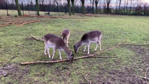 Trois Oui Cerfs Mangeant Herbe Dans Parc — Video