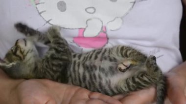 Küçük kedi yavrusu kızların ellerinde oynuyor.