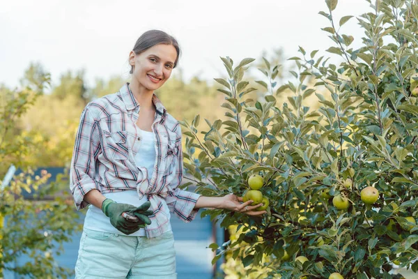 Femme dans le hobby jardin récolte des pommes de l'arbre — Photo