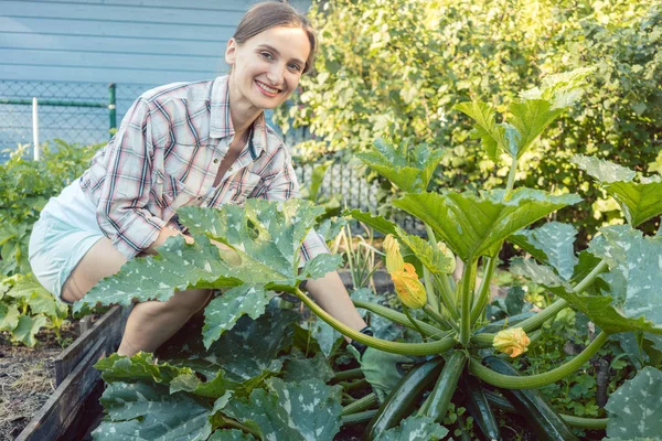 Donna nel suo giardino raccogliendo cetrioli o zucchine — Foto Stock