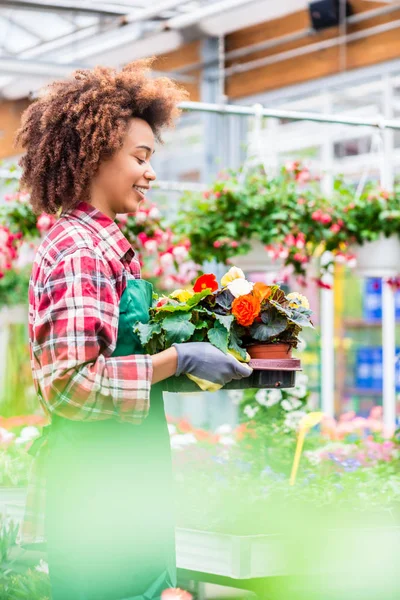 Side view of a dedicated florist holding a tray with decorative flowers — Stock Photo, Image