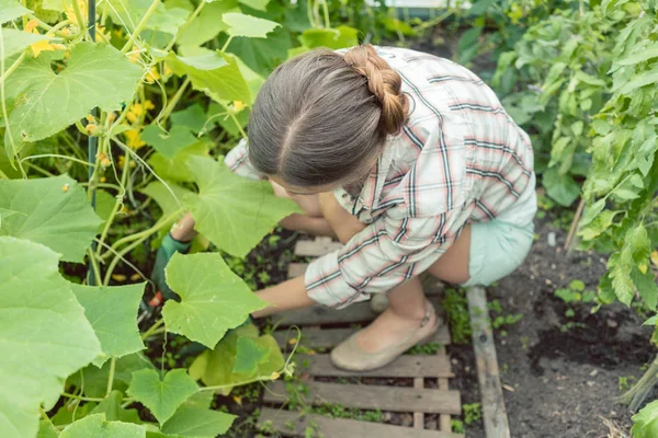 Frau arbeitet im Gewächshaus an Tomaten — Stockfoto