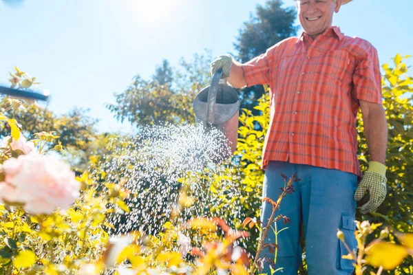 Homem sênior ativo regando plantas no jardim em um dia tranquilo — Fotografia de Stock