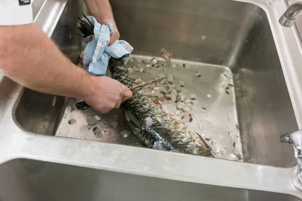 Restaurant Chef scaling carp fish in his kitchen — Stock Photo, Image