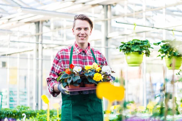 Giovane uomo che tiene un vassoio con fiori in vaso mentre lavora come fiorista — Foto Stock