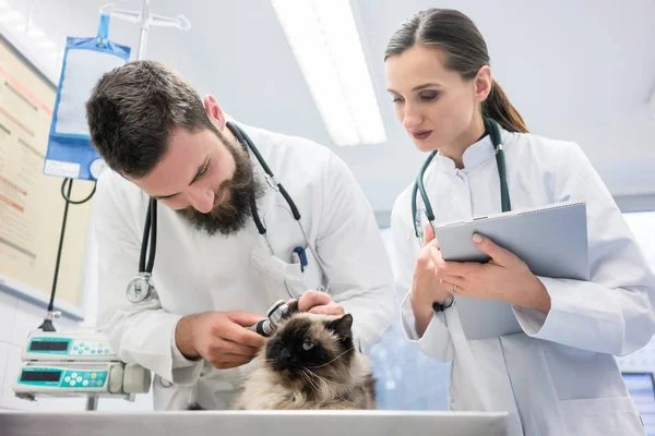 Veterinarians in clinic examining cat ears