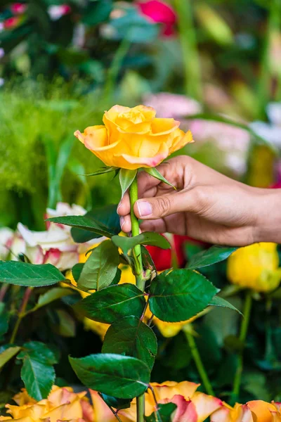 Hand van een man plukken tot die een mooie gele roos in een moderne bloemenwinkel — Stockfoto