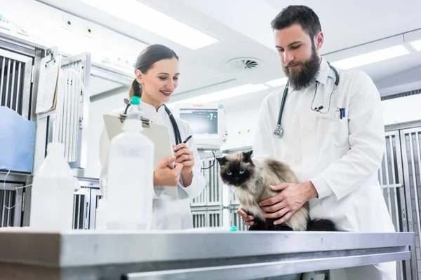 Dieren dokter dierenartsen onderzoeken kat in Icu — Stockfoto