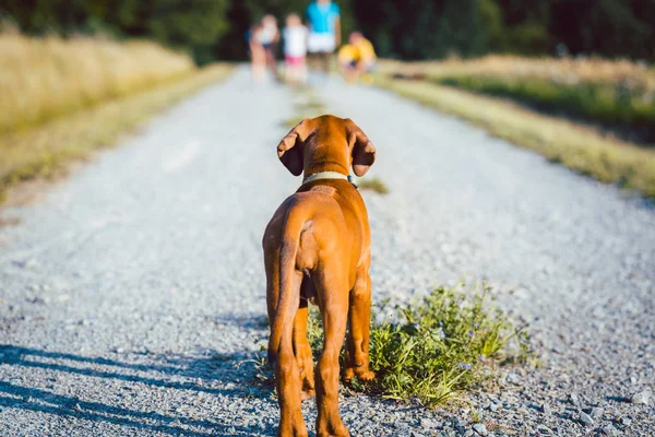 Cão sendo chamado por sua família em uma caminhada — Fotografia de Stock