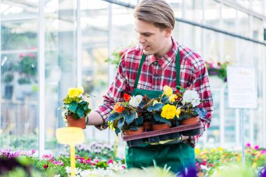 Genç adam bir tepsi ile saksı çiçek çiçekçi olarak çalışırken holding