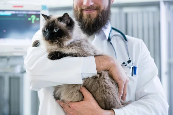 Dierenarts huisdier arts bedrijf kat in zijn dierlijke kliniek — Stockfoto