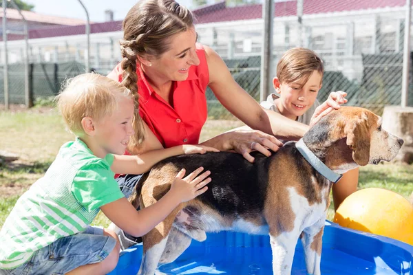 Perro de lavado familiar en piscina de refugio de animales — Foto de Stock